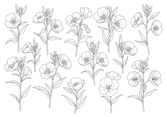 Floral Line Art Flowers Clipart
