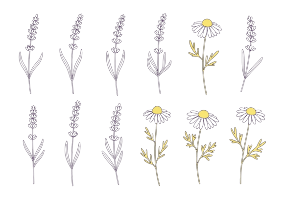 Lavender and Daisy Floral Line Art